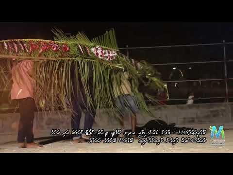 ބޮޑުމަސްބޭނުން - 1446